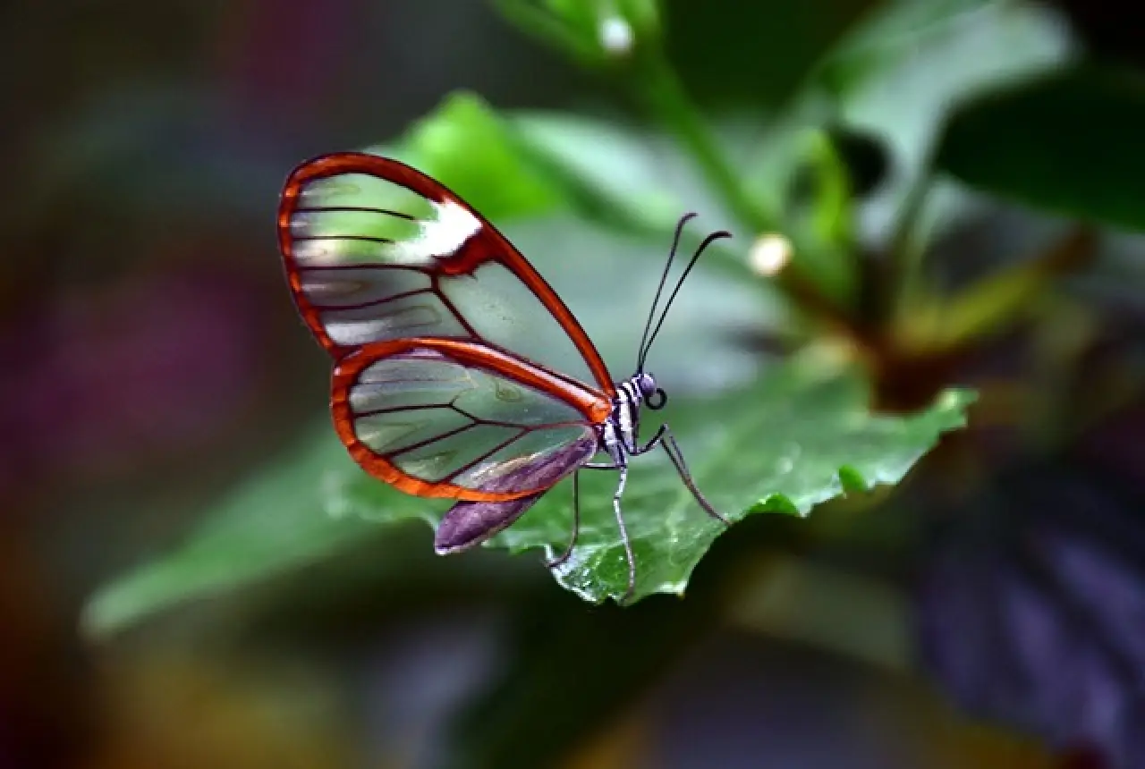 Butterfly transparent