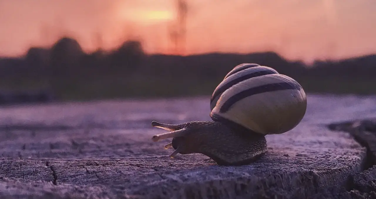Snail running on sunset
